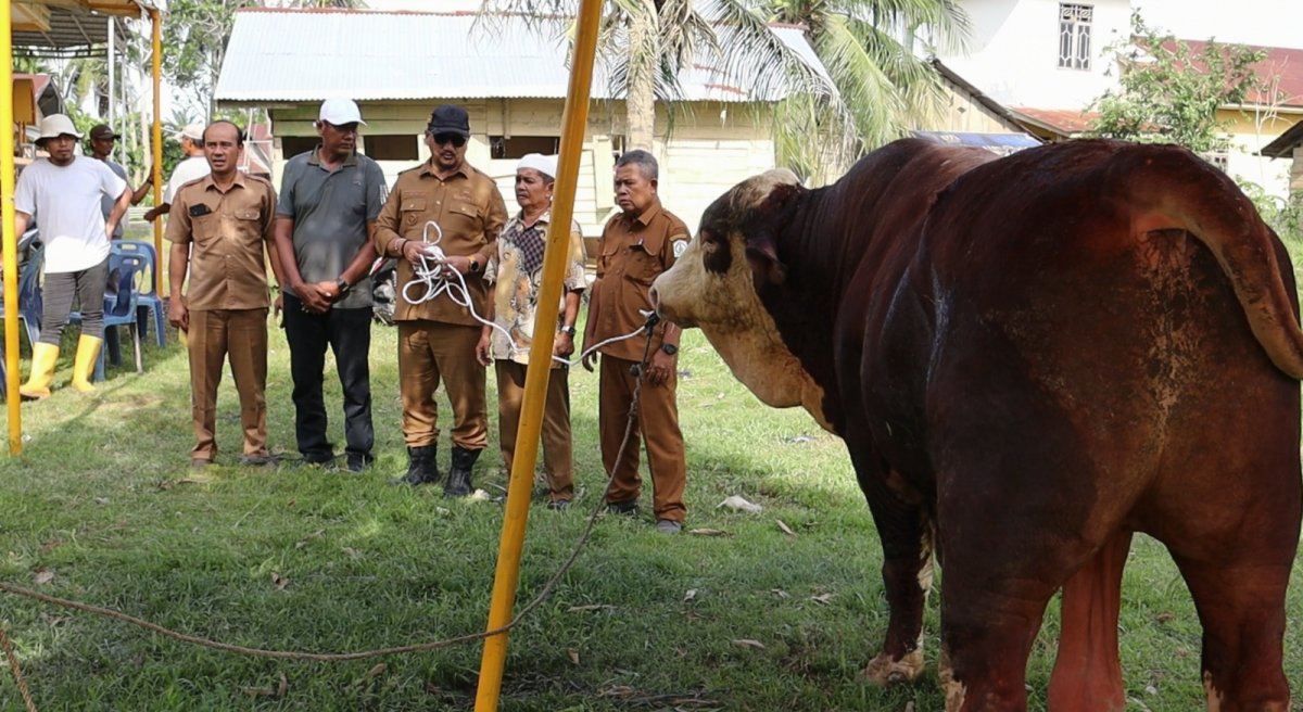 Bupati Armia Serahkan Bantuan 2 Ekor Sapi Kurban dari Presiden